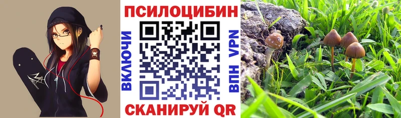 Купить где  Камызяк  Галлюциногенные грибы Cubensis 